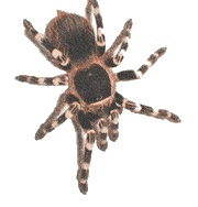 Téléchargez des Images gif animées - Animaux : les Insectes - Araignée