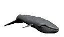 Téléchargez des Images gif animées - Animaux marins : Baleine