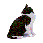 Téléchargez des Images gif animées - Animaux : les Chats - Noir et blanc