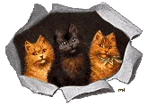 Téléchargez des Images gif animées - Animaux : les Chats - 3 chats