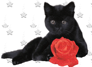 Téléchargez des Images gif animées - Animaux : les Chats - Chat noir