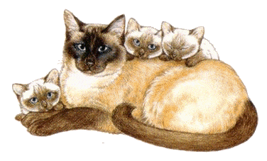Téléchargez des Images gif animées - Animaux : les Chats - Famille siamoise