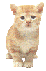 Téléchargez des Images gif animées - Animaux : les Chats - Chaton roux