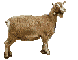 Téléchargez des Images gif animées - Animaux de la ferme : Chèvre