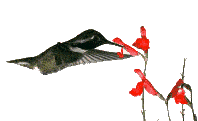 Téléchargez des Images gif animées - Animaux : les Oiseaux - Colibri
