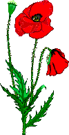 Téléchargez des Images gif animées - Nature : les Fleurs - Coquelicot