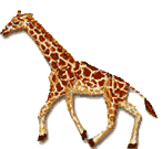 Téléchargez des Images gif animées - Animaux sauvages : Girafe