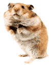 Téléchargez des Images gif animées - Animaux : Hamster
