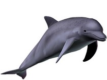 Animaux de la mer : dauphins, requins, baleines, méduses...