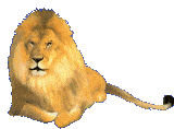 Téléchargez des Images gif animées - Animaux sauvages : Lion