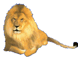 Téléchargez des Images gif animées - Animaux sauvages : Lion