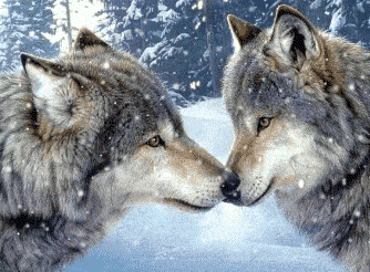 Téléchargez des Images gif animées - Animaux sauvages : Loup