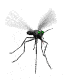 Téléchargez des Images gif animées - Animaux : les Insectes - Moustique