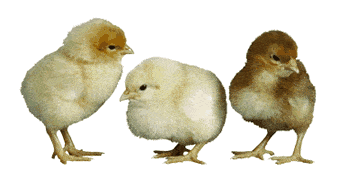 Téléchargez des Images gif animées - Animaux : les Oiseaux - Poussins