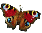 Téléchargez des Images gif animées - Animaux : les Insectes - Papillon