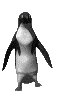 Téléchargez des Images gif animées - Animaux : les Oiseaux - Pingouin