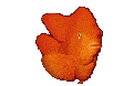 Téléchargez des Images gif animées - Animaux : les Poissons - Poisson orange
