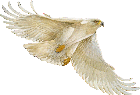 Téléchargez des Images gif animées - Animaux : les Oiseaux - Aigle blanc