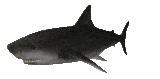 Téléchargez des Images gif animées - Animaux marins : Requin