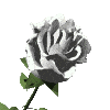 Téléchargez des Images gif animées - Nature : les Fleurs - Rose blanche