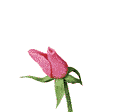Téléchargez des Images gif animées - Nature : les Fleurs - Rose