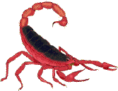 Téléchargez des Images gif animées - Animaux sauvages : Scorpion