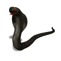Téléchargez des Images gif animées - Animaux sauvages : Serpent
