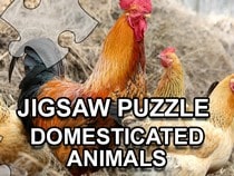 Jeu gratuit en ligne sur les animaux - Domesticated animals jigsaw - Puzzle sur les animaux domestiques
