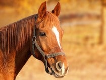 Posters et Affiches pour une déco originale avec des chevaux