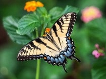 Posters et Affiches pour une déco originale avec des insectes : abeilles, araignées, coccinelles, libellules...