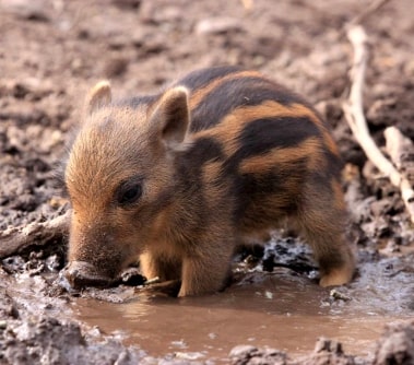 Jeu Puzzle Casse-tête en ligne Animaux Marcassin Sanglier