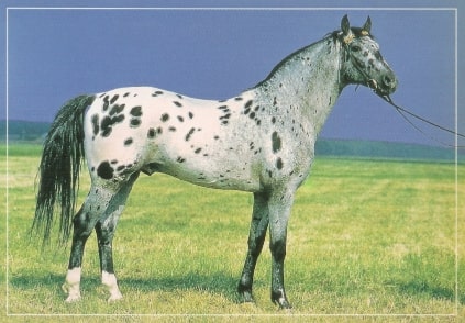 Jeu Puzzle Casse-tête en ligne Animaux ferme Chevaux Appaloosa