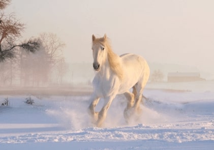 Jeu Puzzle Casse-tête en ligne Animaux ferme Chevaux blanc Neige