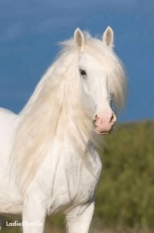 Jeu Puzzle Casse-tête en ligne Animaux ferme Chevaux Cheval blanc