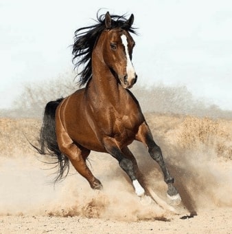 Jeu Puzzle Casse-tête en ligne Animaux ferme Chevaux Cheval brun