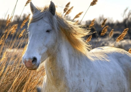 Jeu Puzzle Casse-tête en ligne Animaux ferme Chevaux Cheval Camargue