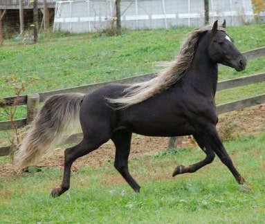 Jeu Puzzle Casse-tête en ligne Animaux ferme Chevaux Etalon Montagnes