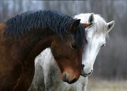 Jeu Puzzle Casse-tête en ligne Animaux ferme Chevaux blanc brun