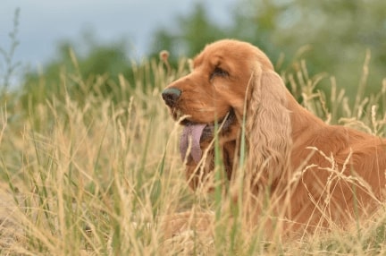 Jeu Puzzle Casse-tête en ligne Animaux Chiens Cocker spaniel