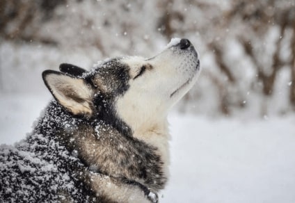 Jeu Puzzle Casse-tête en ligne Animaux Chiens Siberian Husky Neige