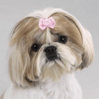 Jeu Puzzle Casse-tête en ligne Animaux Chiens Shih Tzu