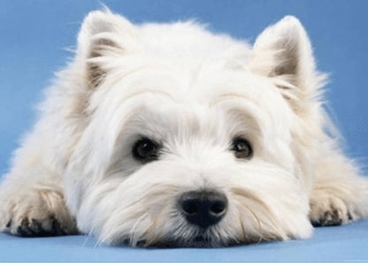 Jeu Puzzle Casse-tête en ligne Animaux Chiens West Highland White Terrier