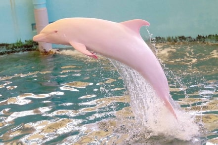 Jeu Puzzle Casse-tête en ligne Animaux marins Dauphin Albino