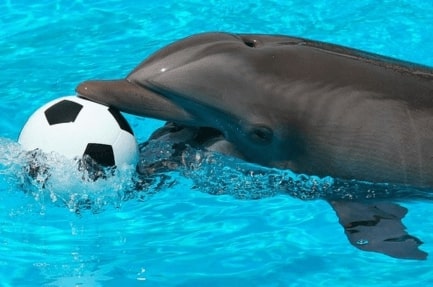 Jeu Puzzle Casse-tête en ligne Animaux marins Dauphins Ballon foot