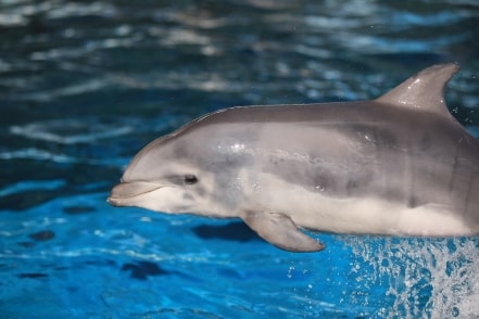 Jeu Puzzle Casse-tête en ligne Animaux marins Dauphins Bébé