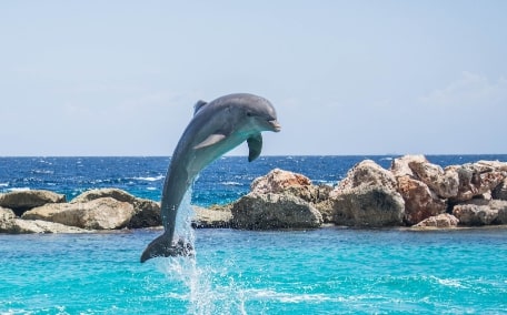 Jeu Puzzle Casse-tête en ligne Animaux marins Dauphins Saut