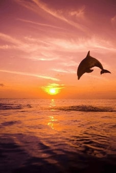 Jeu Puzzle Casse-tête en ligne Animaux marins Dauphins Coucher Soleil