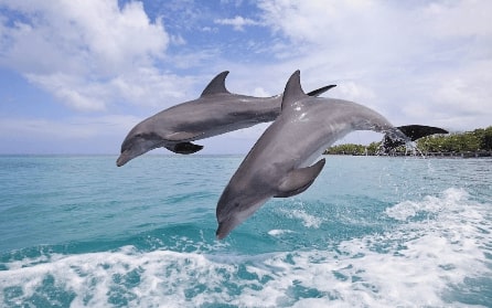 Jeu Puzzle Casse-tête en ligne Animaux marins Dauphins Saut Mer