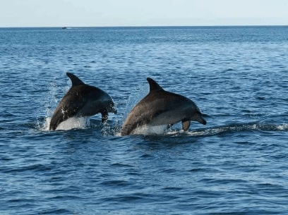 Jeu Puzzle Casse-tête en ligne Animaux marins Dauphins Duo