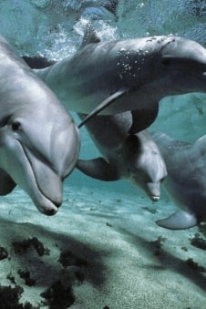 Jeu Puzzle Casse-tête en ligne Animaux marins Dauphins Groupe